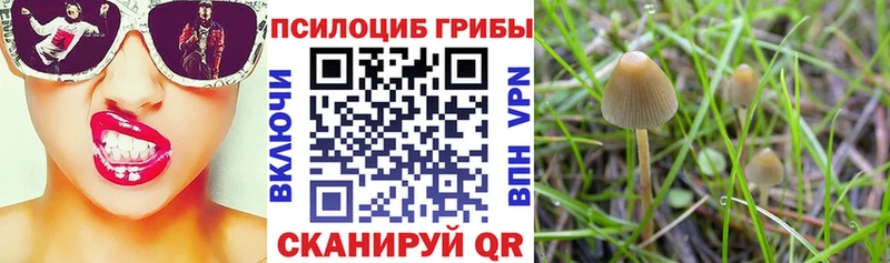 цена   Высоковск  blacksprut онион  Псилоцибиновые грибы MAGIC MUSHROOMS 